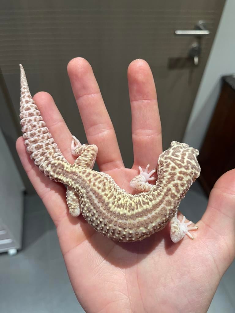 Paire de geckos léopards et terrarium, Animaux & Accessoires, Avec terrarium