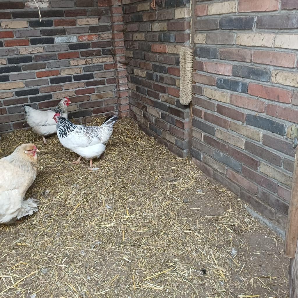 3 legkippen, Vrouwelijk, Kip