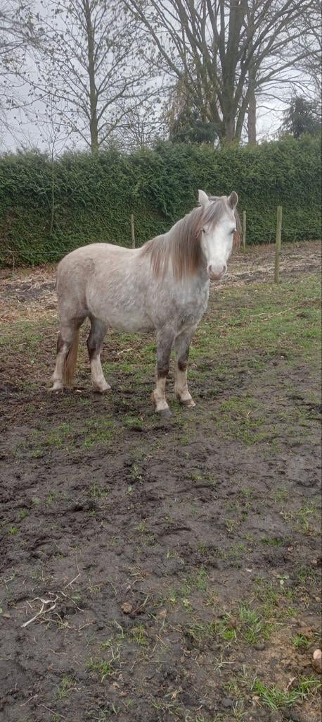 Koets ideaal voor b of c pony s, Pony