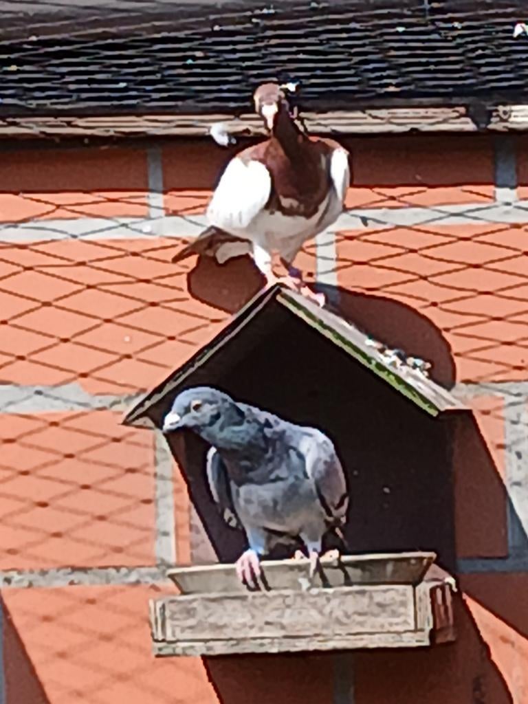 Verschillende duiven: sierduiven