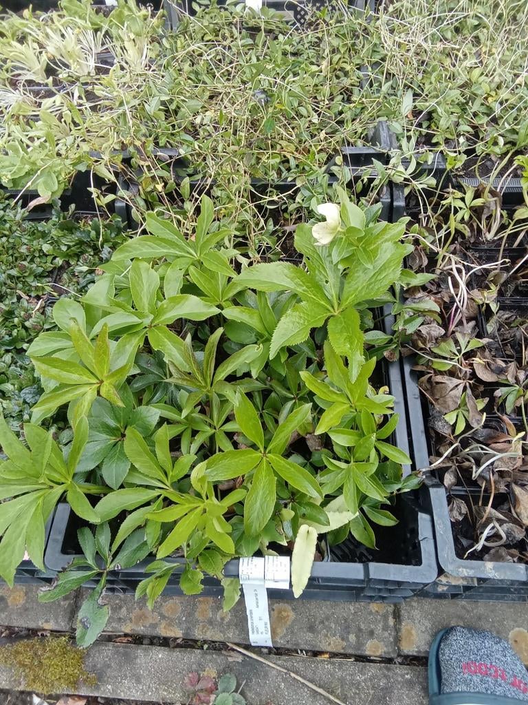 Allerhande bodembedekker, Tuin en Terras, Ophalen