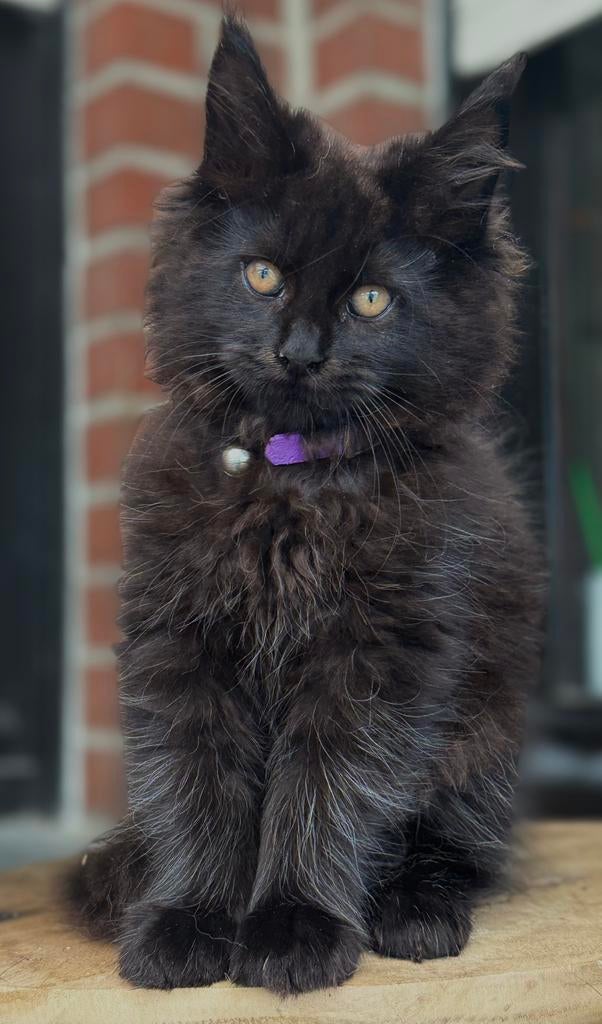 Zwarte Maine Coon katertje  beschikbaar ✅, Chat, Vermifugé, 0 à 2 ans