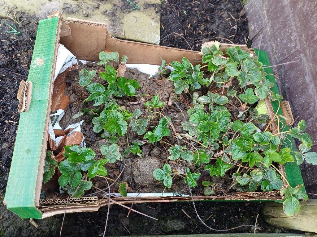 Aardbeienplanten gorella, Ophalen