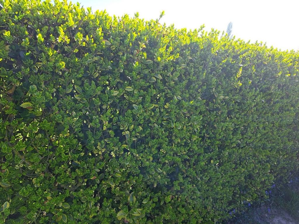 Ligustrum haag, Jardin & Terrasse, Enlèvement