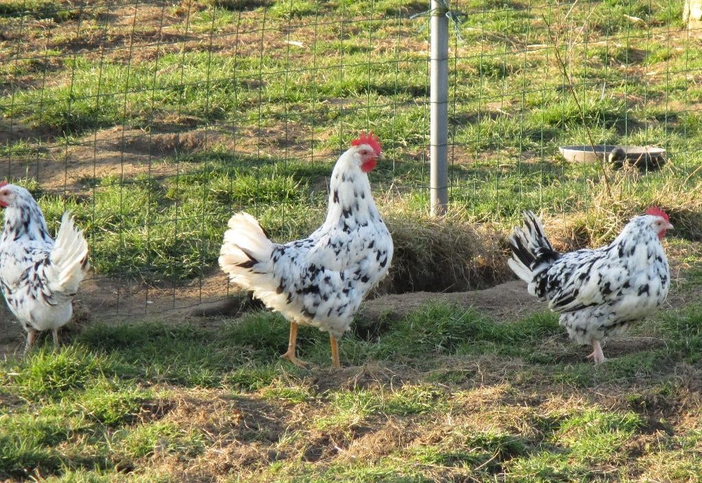 Broedeieren van bonte leghorn