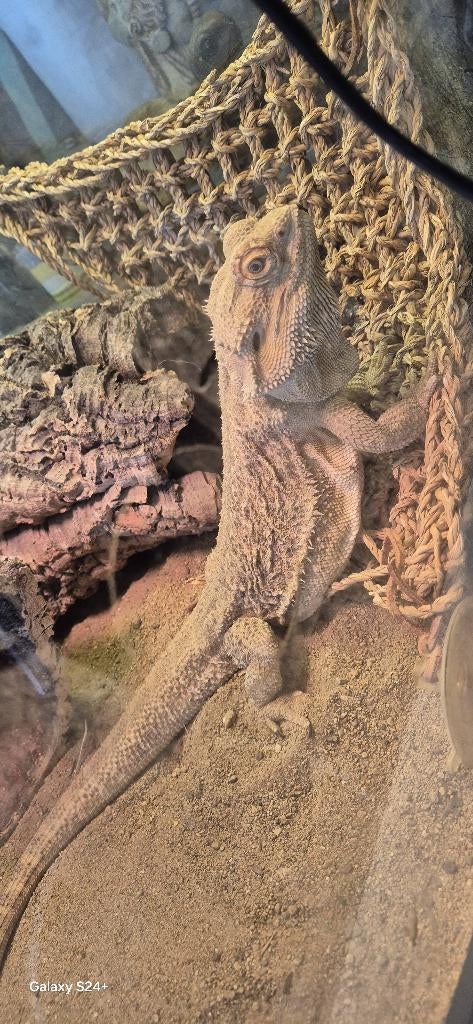 Pogona mâle de 3ans à donné, Lézard, Domestique, 3 à 6 ans