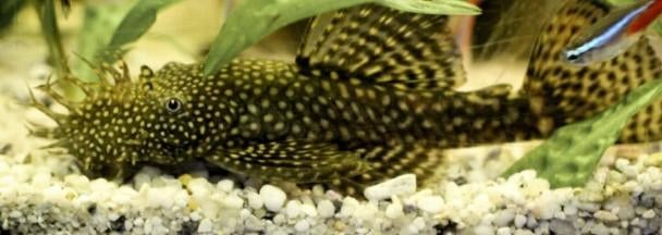 Aquariumvissen, Vis, Zoetwatervis