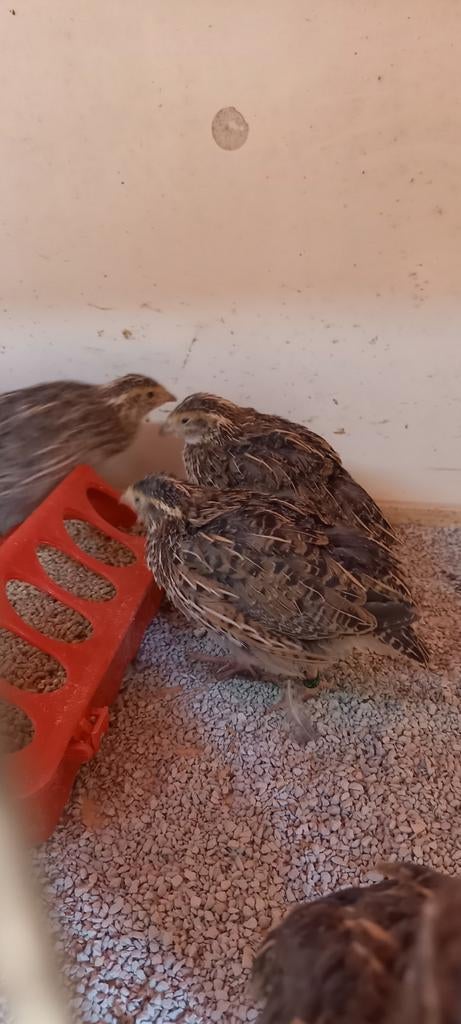 Inlandse kwartels 2025, Meerdere dieren, Overige soorten