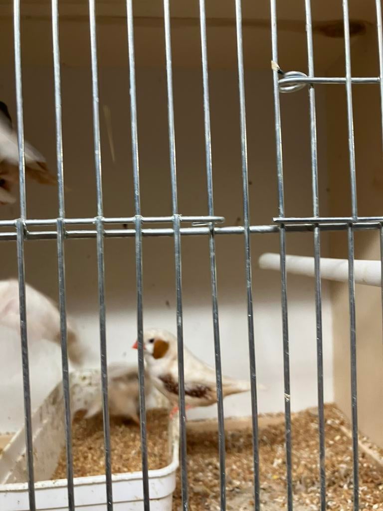 Laatste kans: 4  WINTERHARDE ZEBRAVINKJES VOOR 20 EURO, Dieren en Toebehoren, Vogels | Overige Vogels, Tropenvogel, Meerdere dieren