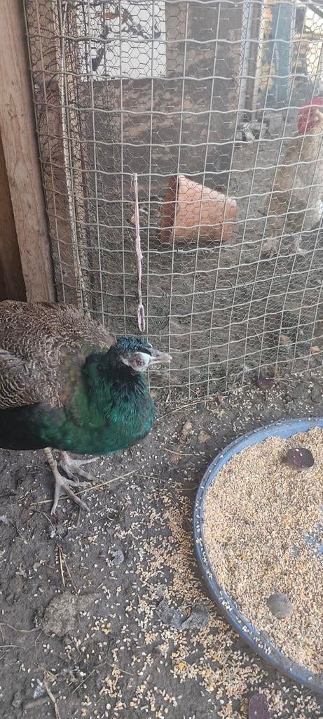 Pauw man gratis, Mâle, Autres espèces