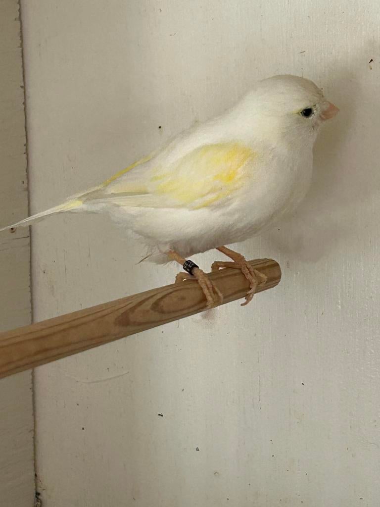 Te koop, Dieren en Toebehoren