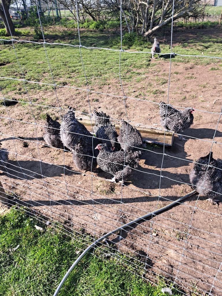 Coucous, poules, coqs et œufs de Malines à vendre