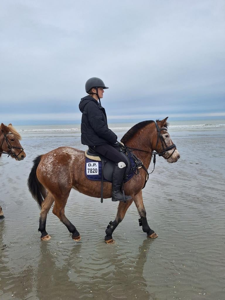 C pony te koop 13 jaar brave  pa, Dieren en Toebehoren, Pony's