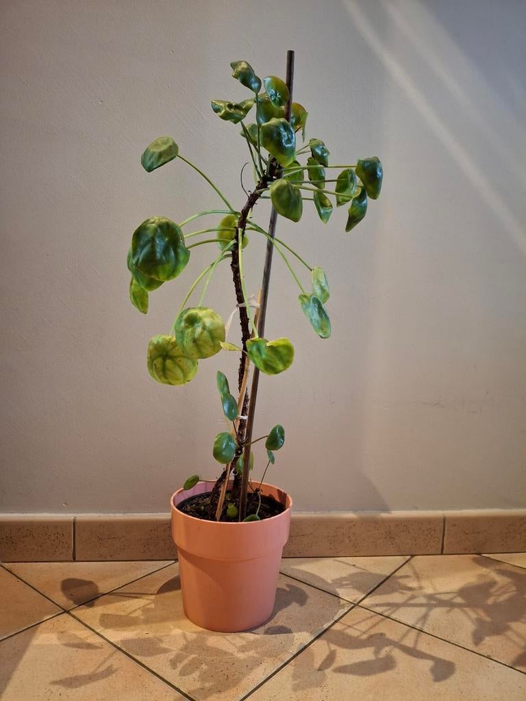 Pannenkoekenplant, Ophalen