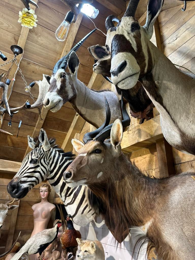 Top stukken te koop jacht trofee, Ophalen