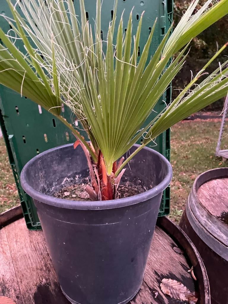 Palmiers waschingtonia, Vaste plant, Bloeit niet, Halfschaduw, Ophalen