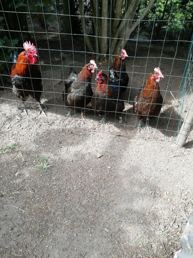 Broedeieren van marans zwart koperhals