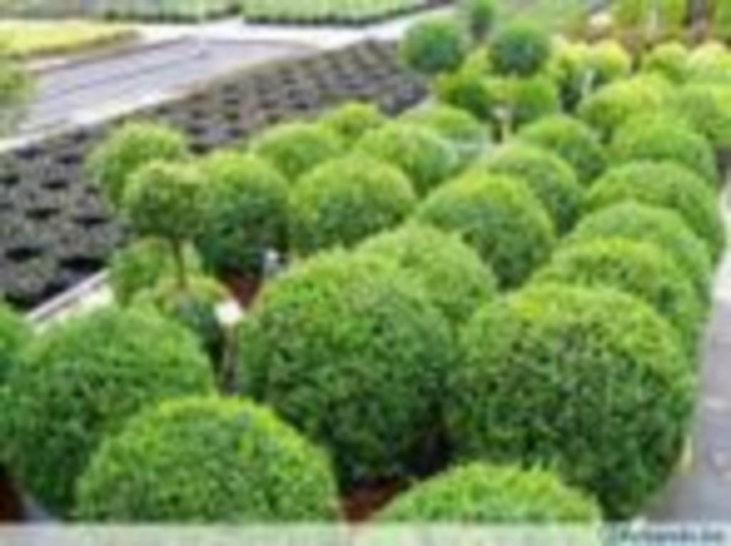 Buxus en buxusvervangers, Enlèvement, Autres espèces