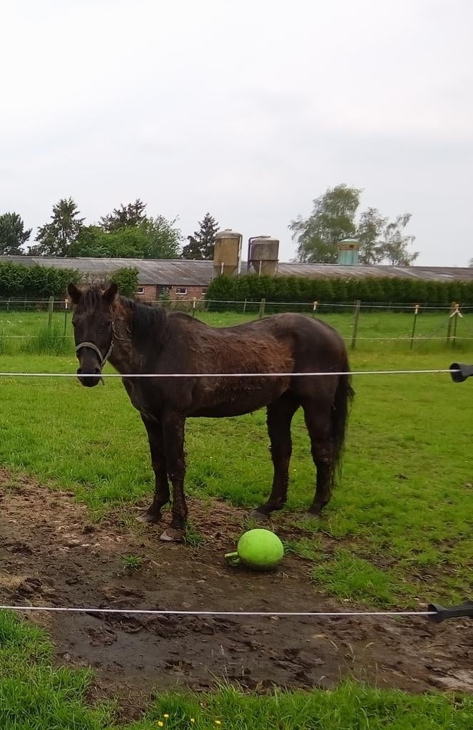 Quarter Horse/cheval de compagnie, 11 ans ou plus, Hongre, 160 à 165 cm, Cheval de récréation