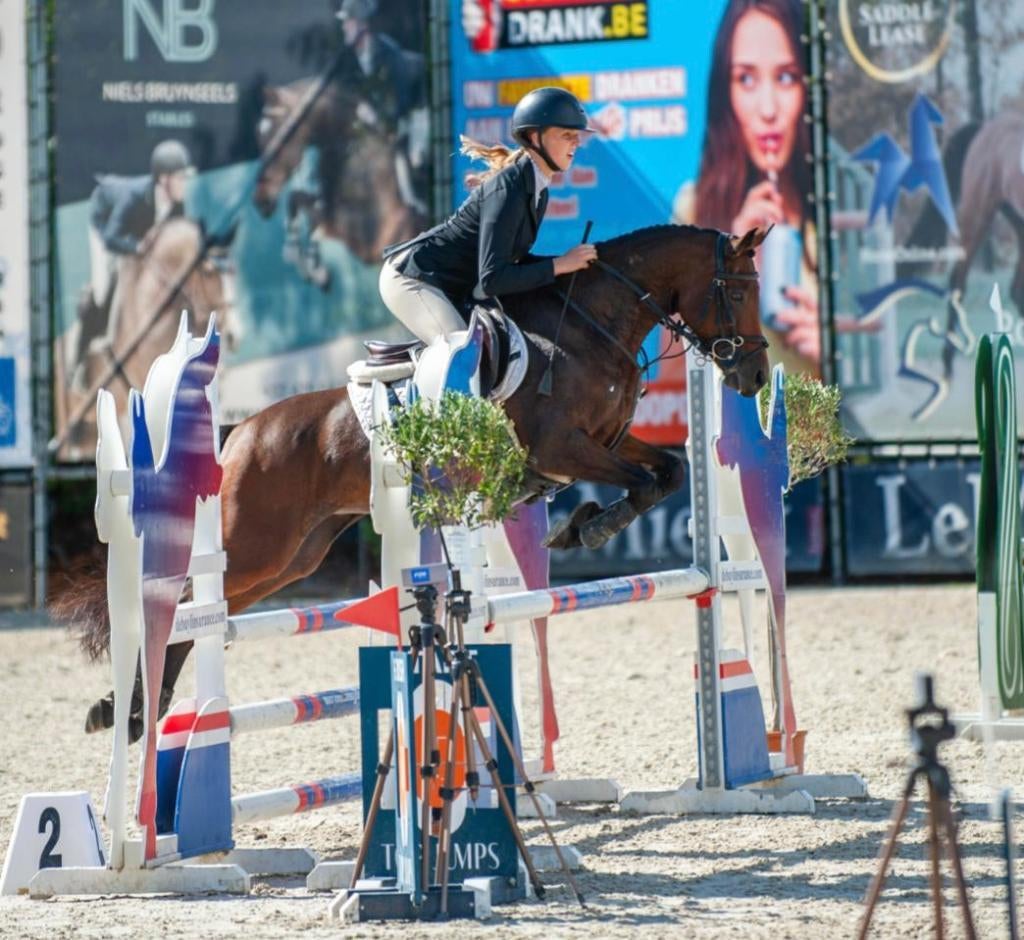 Bloedmooie polyvalente D-sportpony met ongeëvenaard karakter, Dieren en Toebehoren, Pony's, Merrie, Met stamboom, Springpony, L