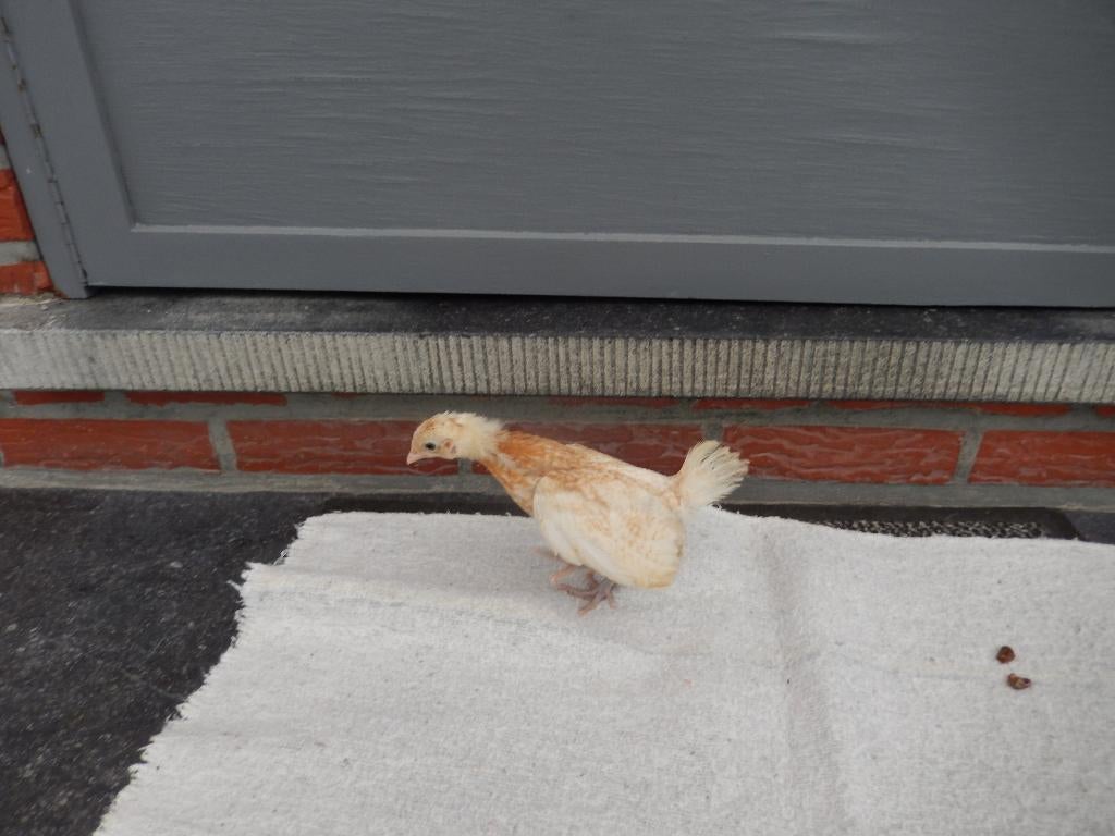 Kuikens Fries hoen, Dieren en Toebehoren, Meerdere dieren, Kip