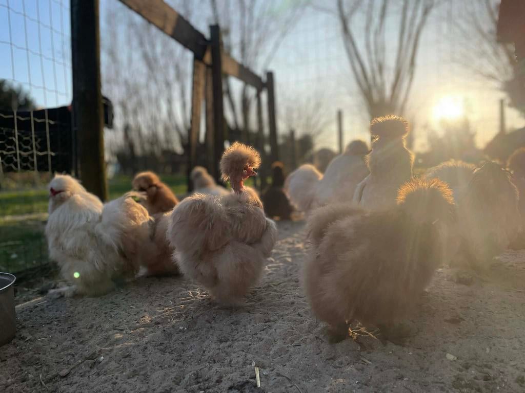 Broedeieren usa zijdehoenders, Plusieurs animaux, Poule ou poulet