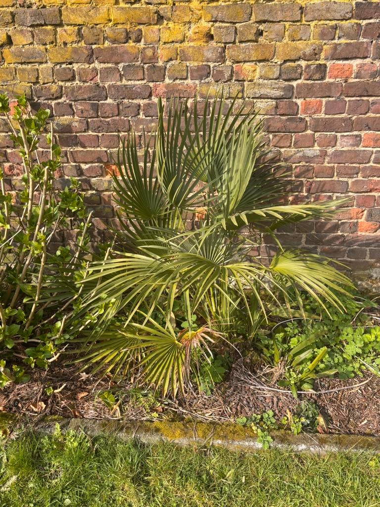 Palmier nain, Jardin & Terrasse, Autres espèces, Ne fleurit pas, Plein soleil, Enlèvement