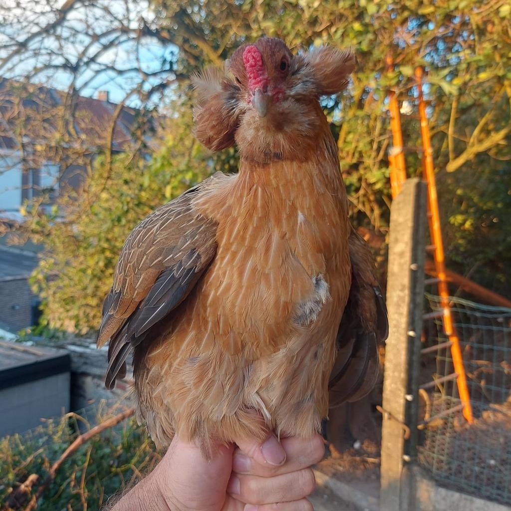 Œufs à éclore, couches vertes, Femelle, Poule ou poulet