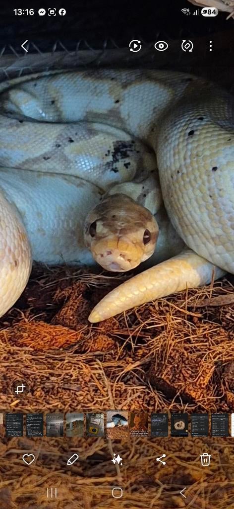 Super banana calico balpyton