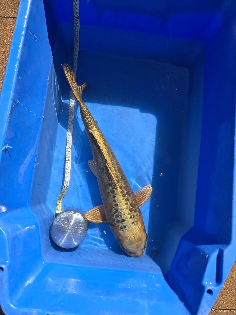 Japanse koi's te koop, Dieren en Toebehoren, Karper of Koi