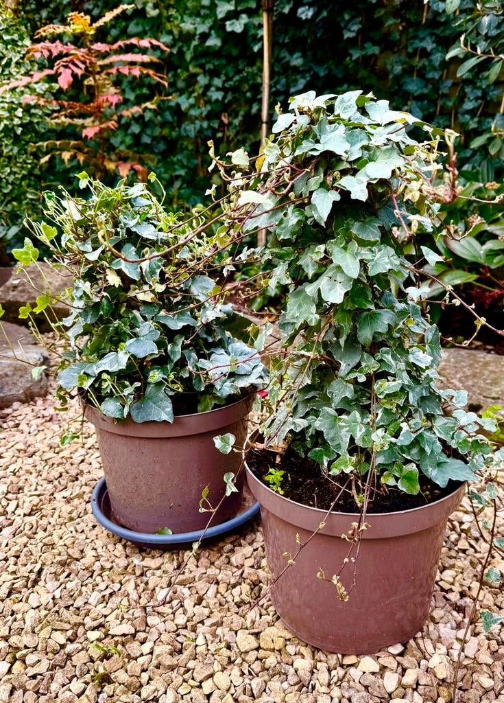 2 potten hedera klimop 40 cm hoogte, Tuin en Terras, Ophalen
