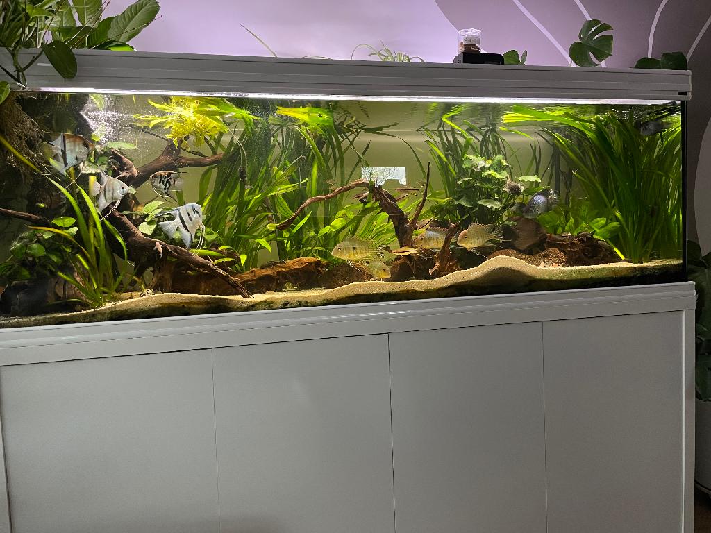 Aquarium aquatlantis fusion 200, Dieren en Toebehoren, Ophalen, Gebruikt, Gevuld zoetwateraquarium