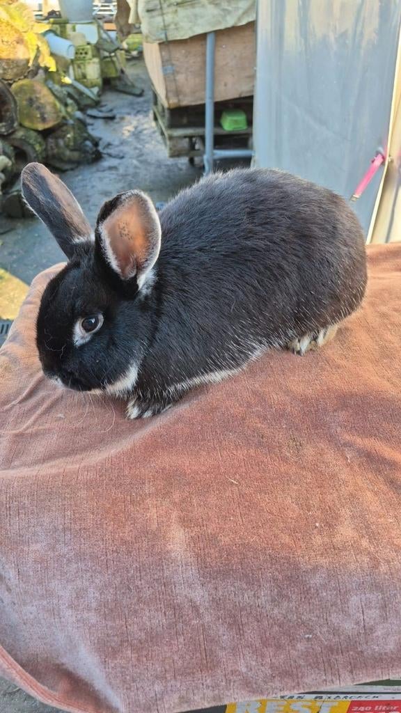 Zilvervos Voedster bijzondere konijnenras