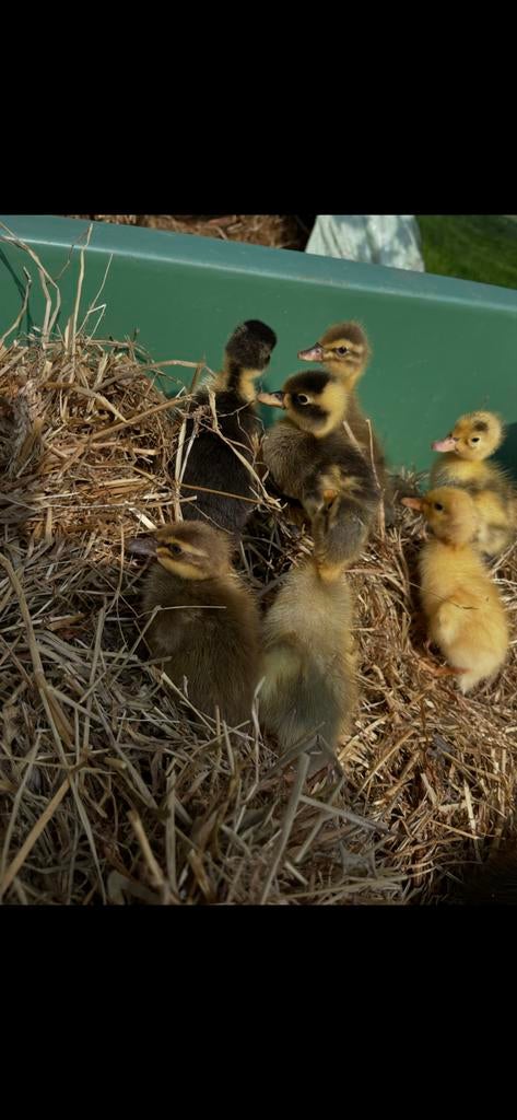 Pluimvee, Meerdere dieren, Kip