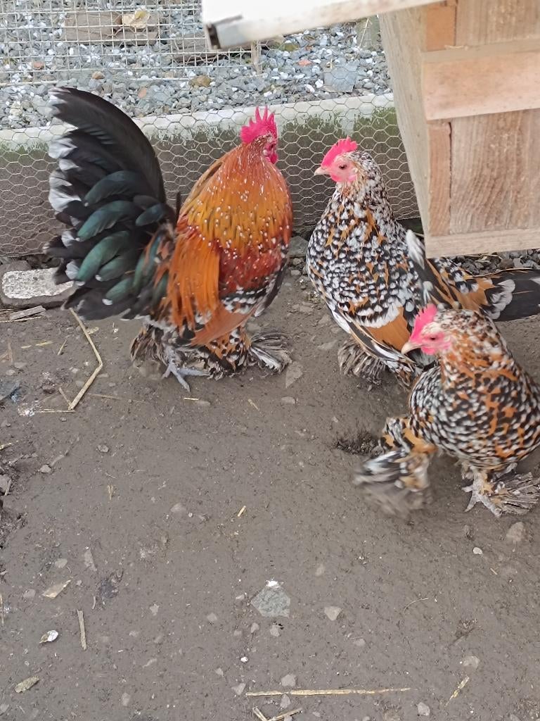 gezocht sabelpoot kriel, Plusieurs animaux, Poule ou poulet