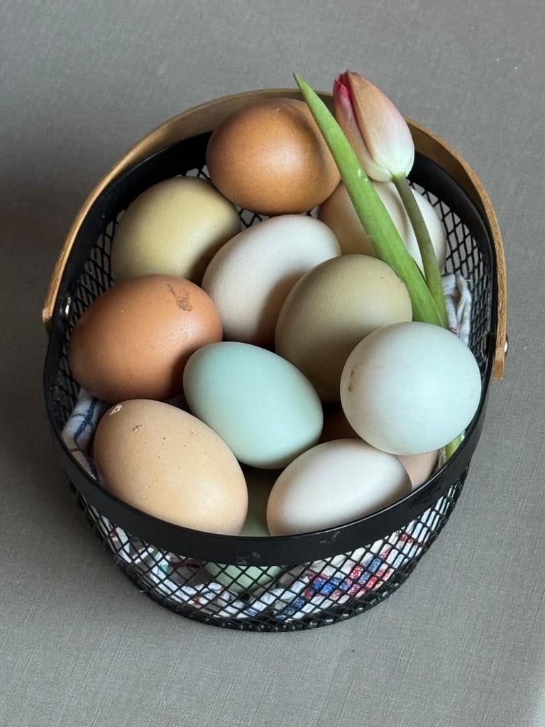 Loopeenden, haan en (broed)eieren