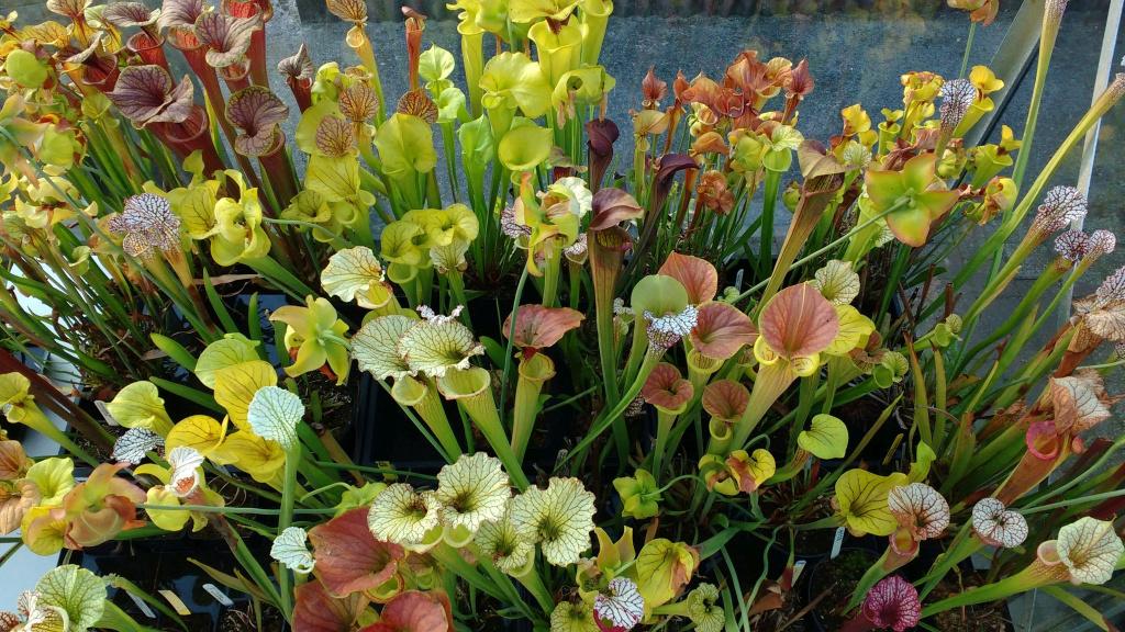 Winterharde vleesetende planten, Volle zon, Vaste plant, Lente, Ophalen