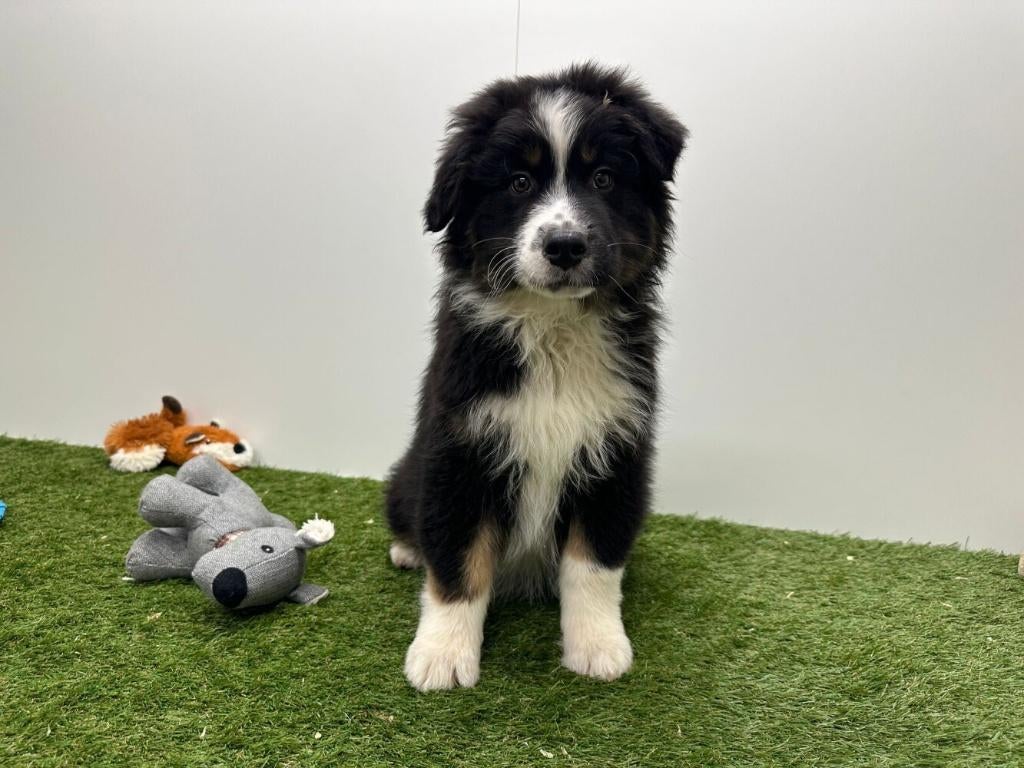 Australische Herder pups, België, 8 tot 15 weken, Parvo, Meerdere