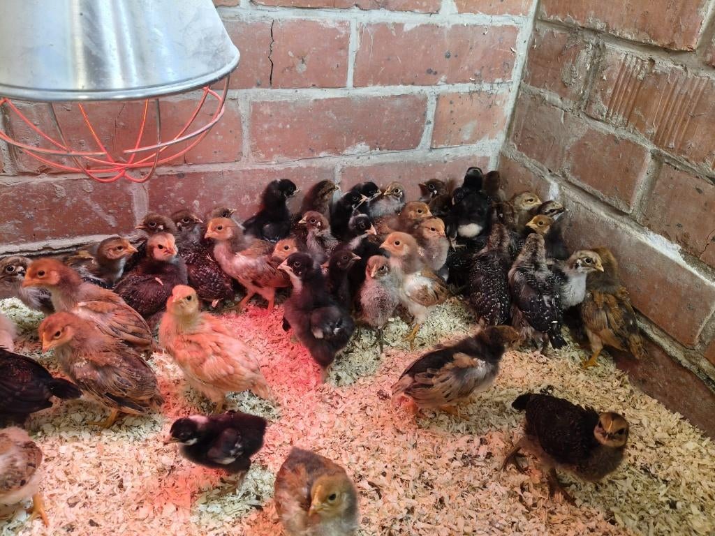 kuikens Leghorn Porselein en Zilverbrakel, Dieren en Toebehoren, Meerdere dieren, Kip