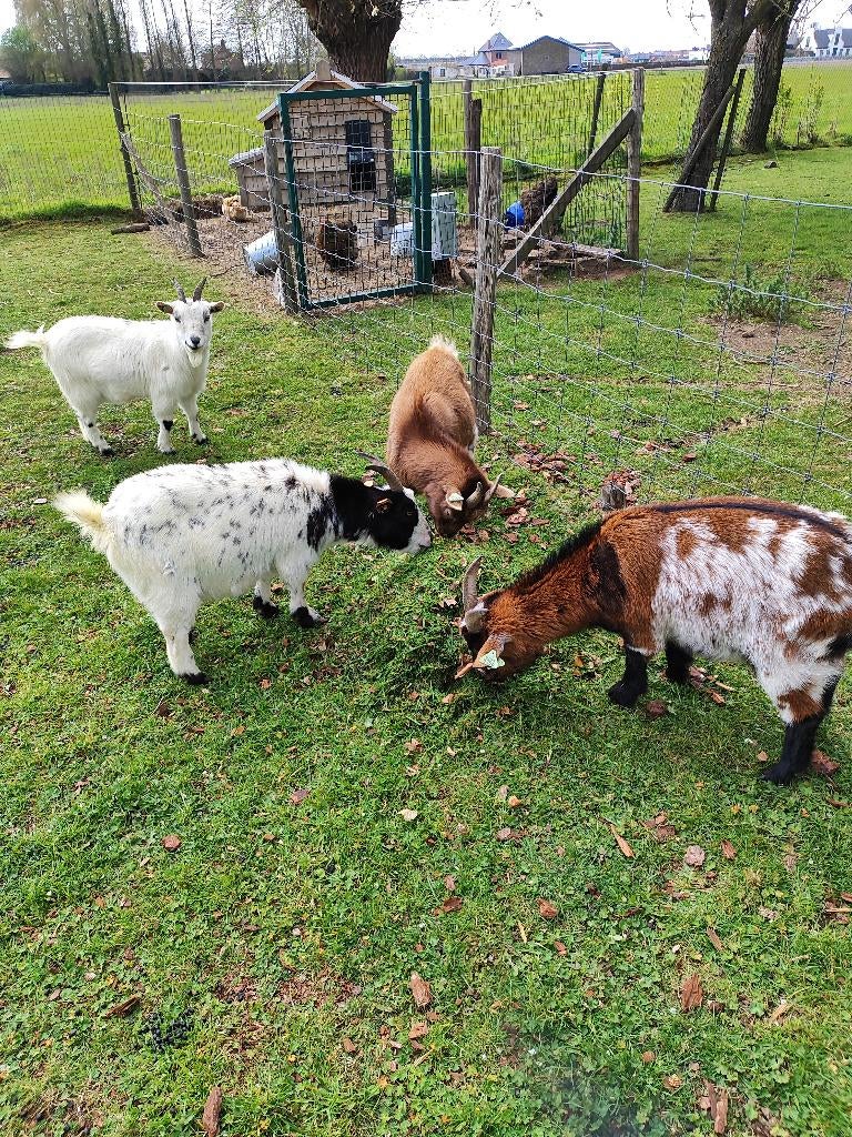 kudde van 4 dwerggeiten, Plusieurs animaux, Chèvre