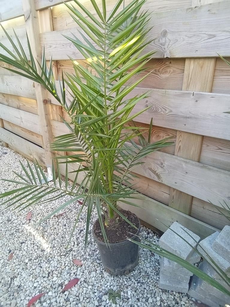 palmier dattier, Jardin & Terrasse, Plantes | Arbres, Enlèvement
