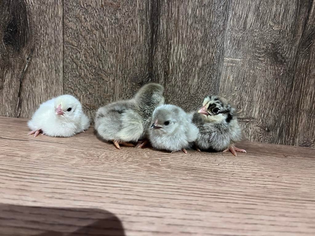 Wyandotte in verschillende kleuren