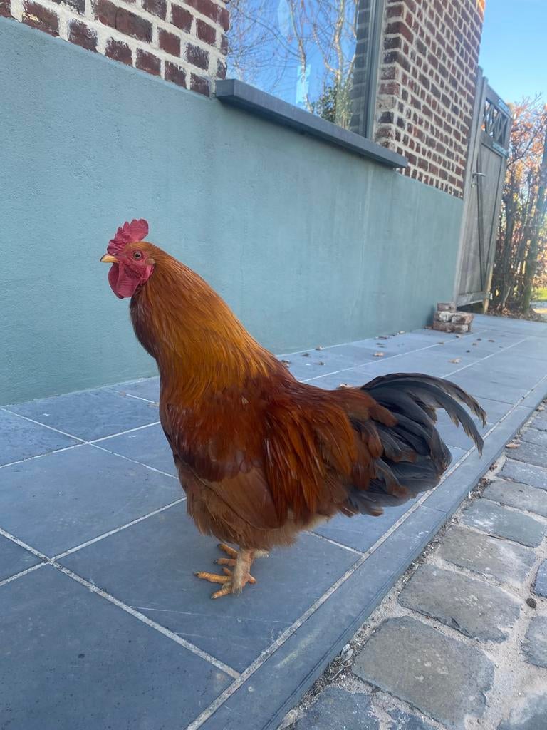 Haantje, Dieren en Toebehoren, Pluimvee