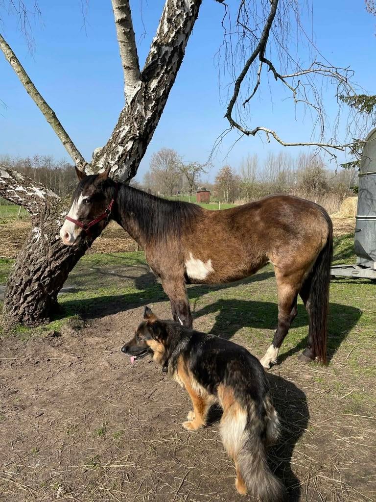 Painthorse, Dieren en Toebehoren, Merrie
