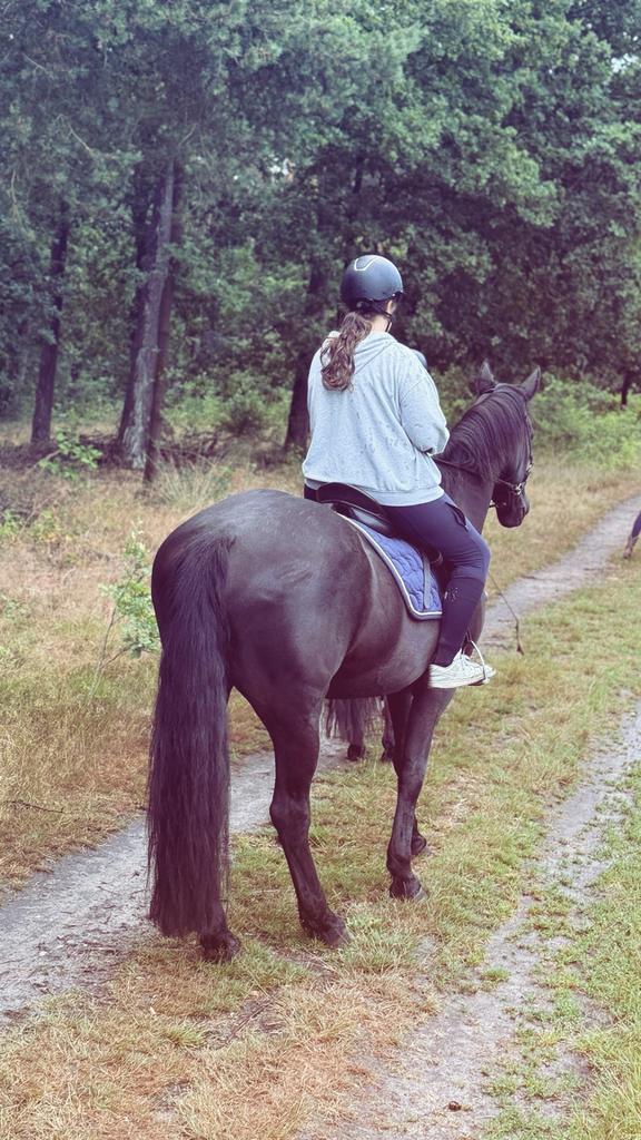 verzorgpaard/ halve stal gezocht., Meerdere dieren, Springpaard