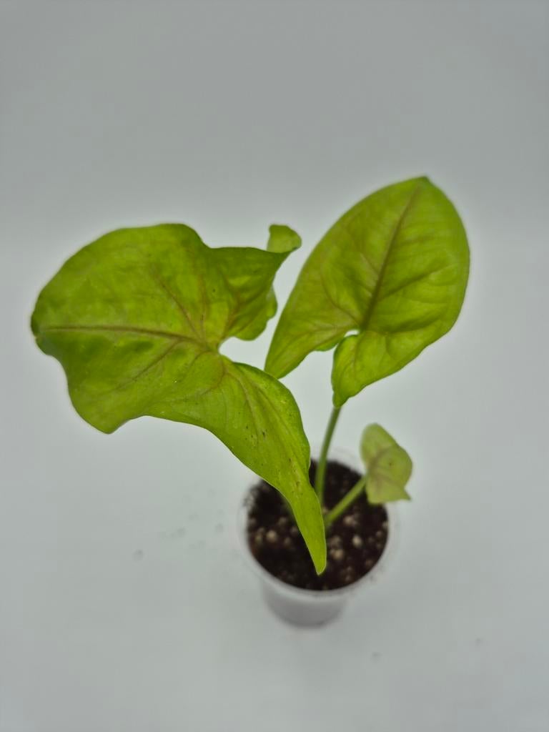 Syngonium Golden Allusion, Huis en Inrichting, Ophalen of Verzenden