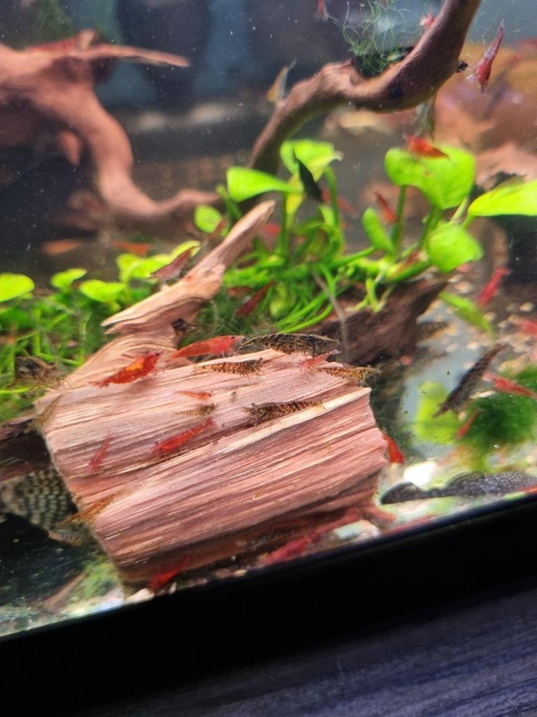 Crevette Neocaridina, Animaux & Accessoires, Poissons | Poissons d'aquarium