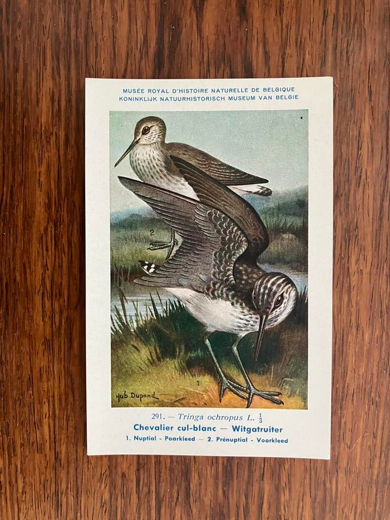 Vogels der Belgische Fauna - Reeks 30, Collections, Cartes postales | Animaux, Enlèvement ou Envoi, 1940 à 1960, Non affranchie