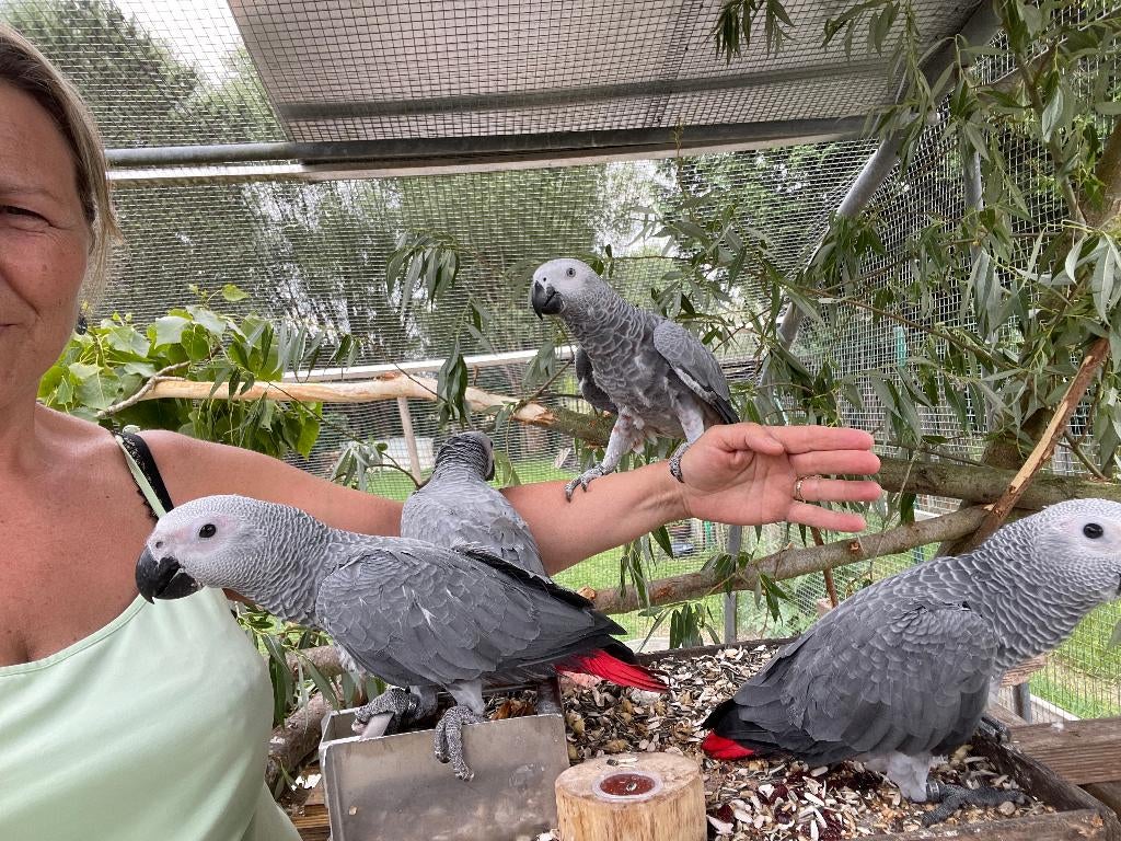 Grijze roodstaart papegaai HANDTAM -, Dieren en Toebehoren, Meerdere dieren, Papegaai, Geringd