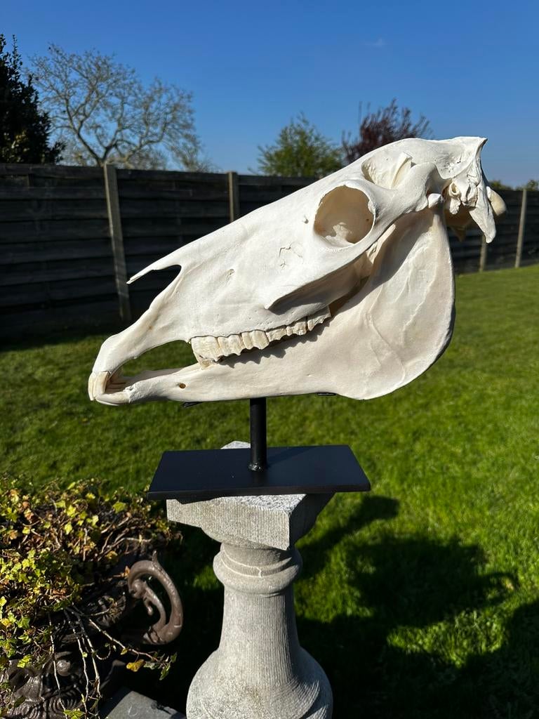 Schedel paard op statief, Ophalen of Verzenden